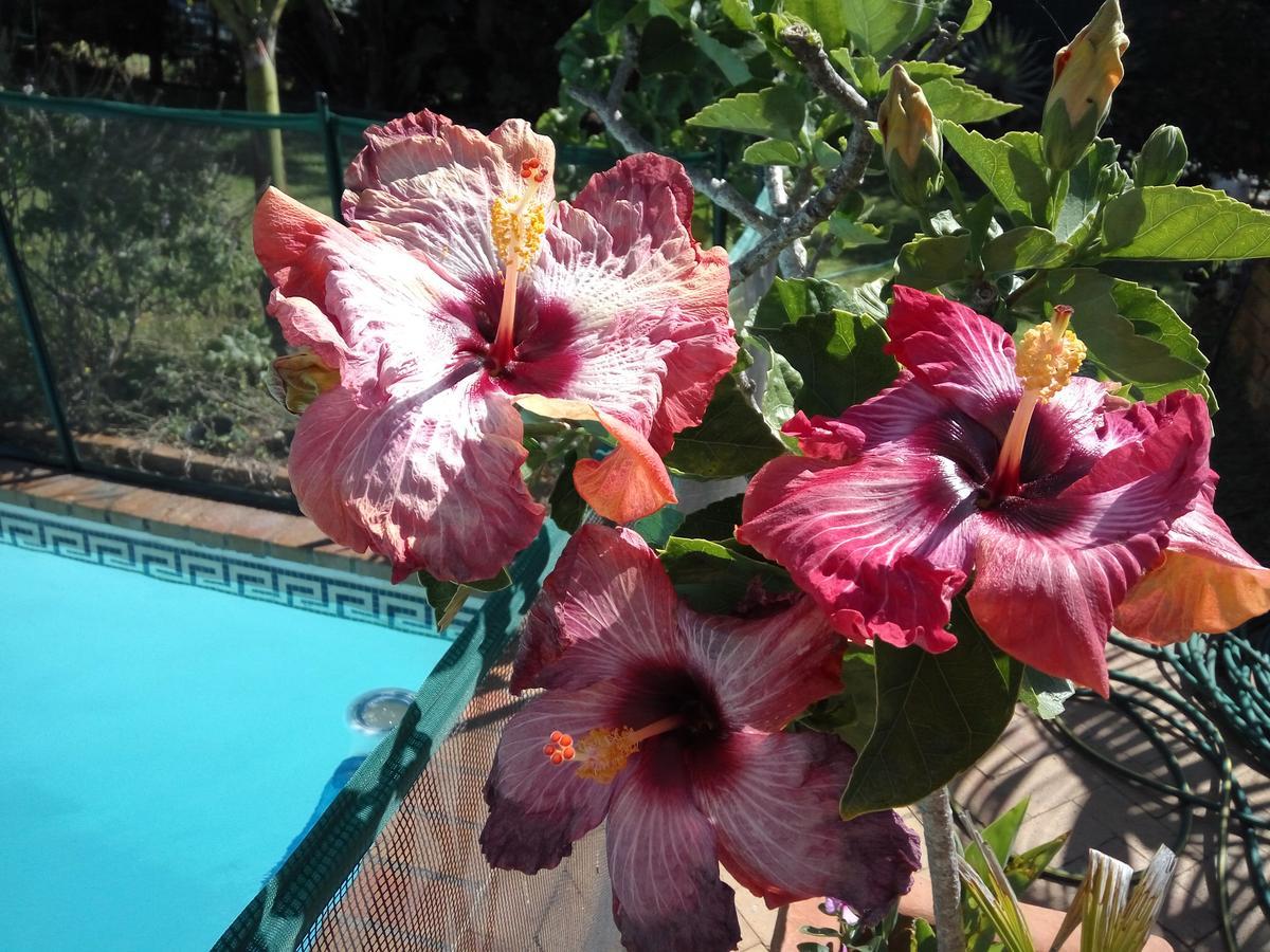 Cape Oasis Bloubergstrand